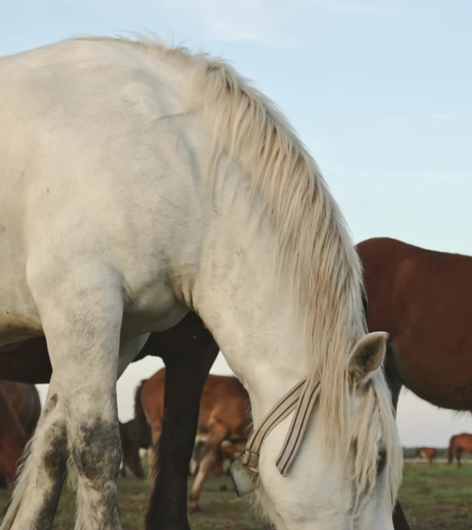 白马和棕马在开阔的田野上紧密地吃草，一群马在乡村场景中宁静地觅食