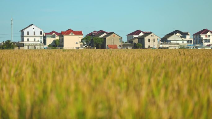 金色稻田与乡村房屋丰收田野农舍乡村振兴