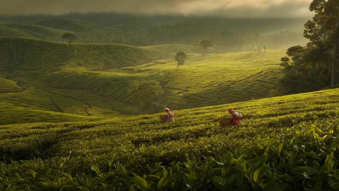 云雾缭绕的绿色茶山清晨茶园采茶劳作场景