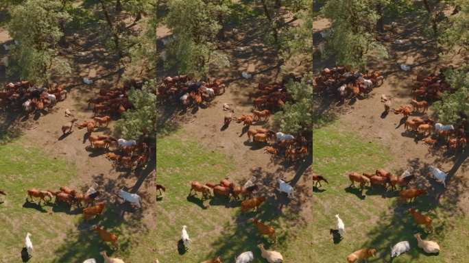 航拍无人机镜头：马匹和牛在乡村风景旁绿草地上吃草和休息，旁边有树荫。