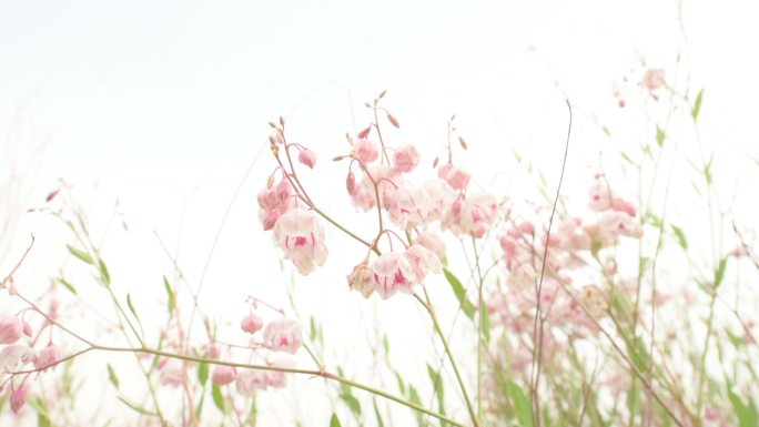 粉白小花随风摇曳