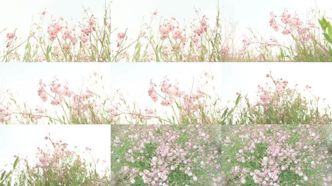 粉白小花随风摇曳
