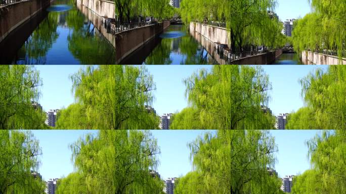 河畔春柳倒影