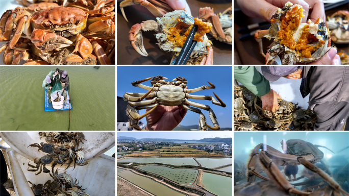 4K航拍大闸蟹生态养殖捕捞蒸煮全过程