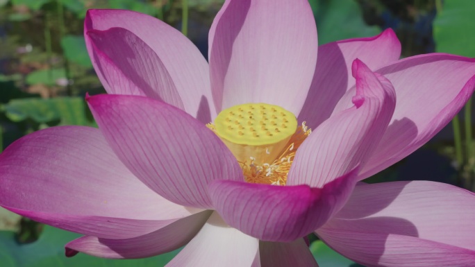 夏日荷花盛开美景