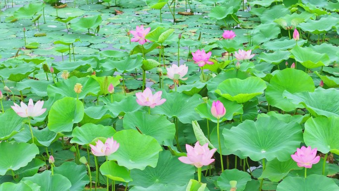 【4K】荷花池航拍