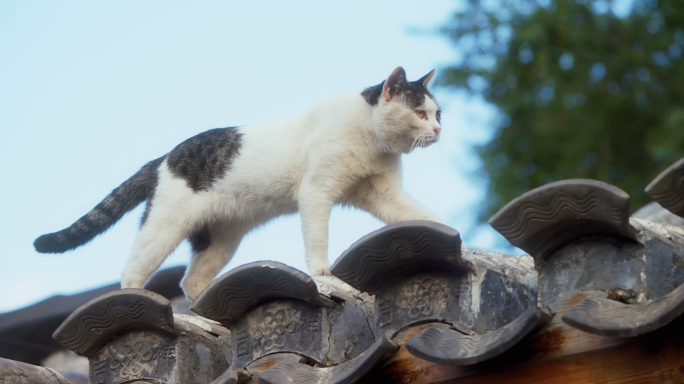北京胡同人文光影电影感