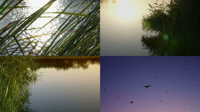 芦苇 唯美芦苇 芦苇倒影