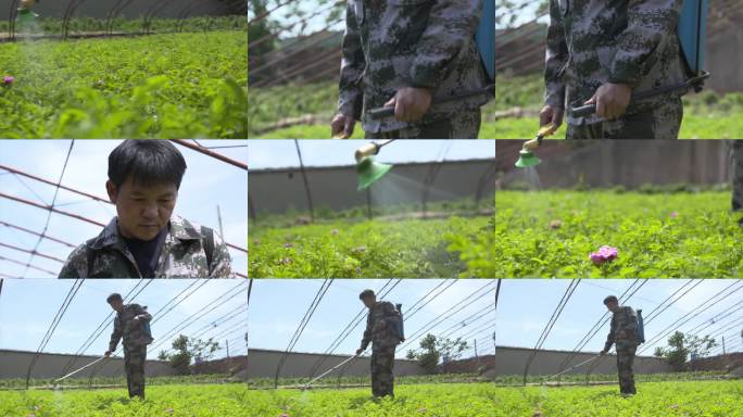 花农喷雾器喷洒农药