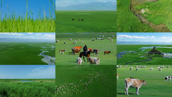 绿色大草原 水草肥美 牛羊成群 草原