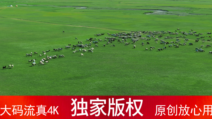 绿色大草原 水草肥美 牛羊成群 草原