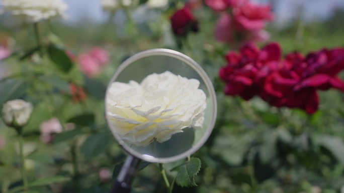 放大镜下的玫瑰花田