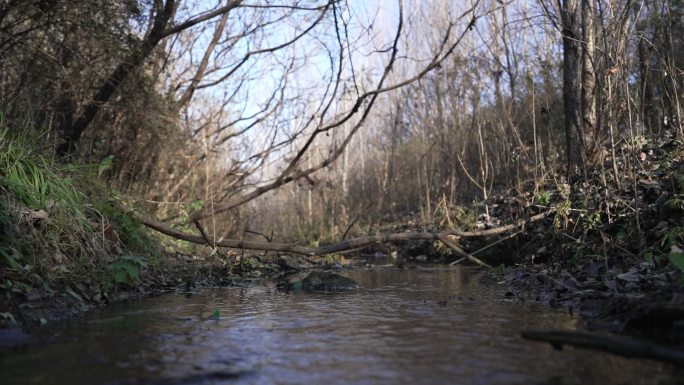 林间溪流自然景观