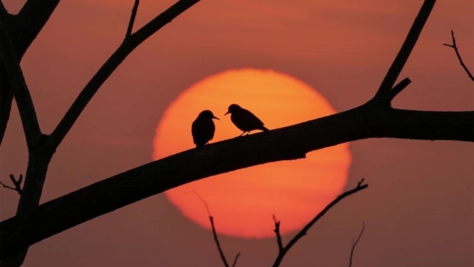 日出云海日落太阳升起海上日出夕阳日出延时