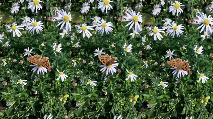 花丛蝴蝶飞舞特写