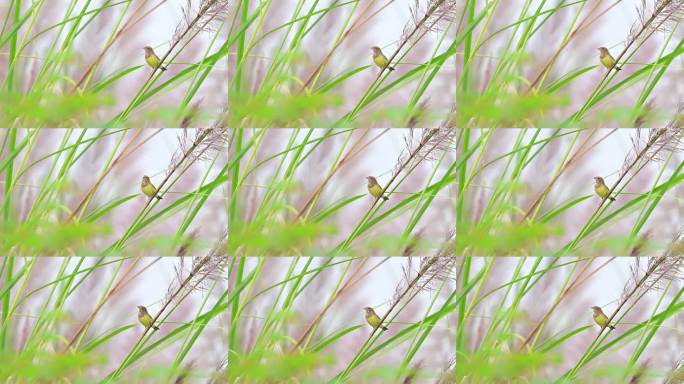 芭茅杆上站立的栗鵐