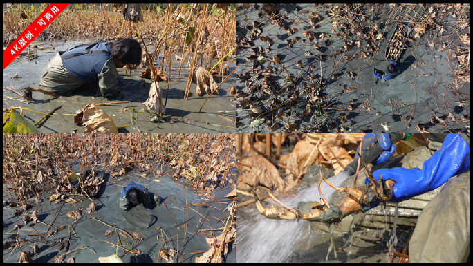 挖藕人荷塘劳作纪实莲藕采收全过程记录