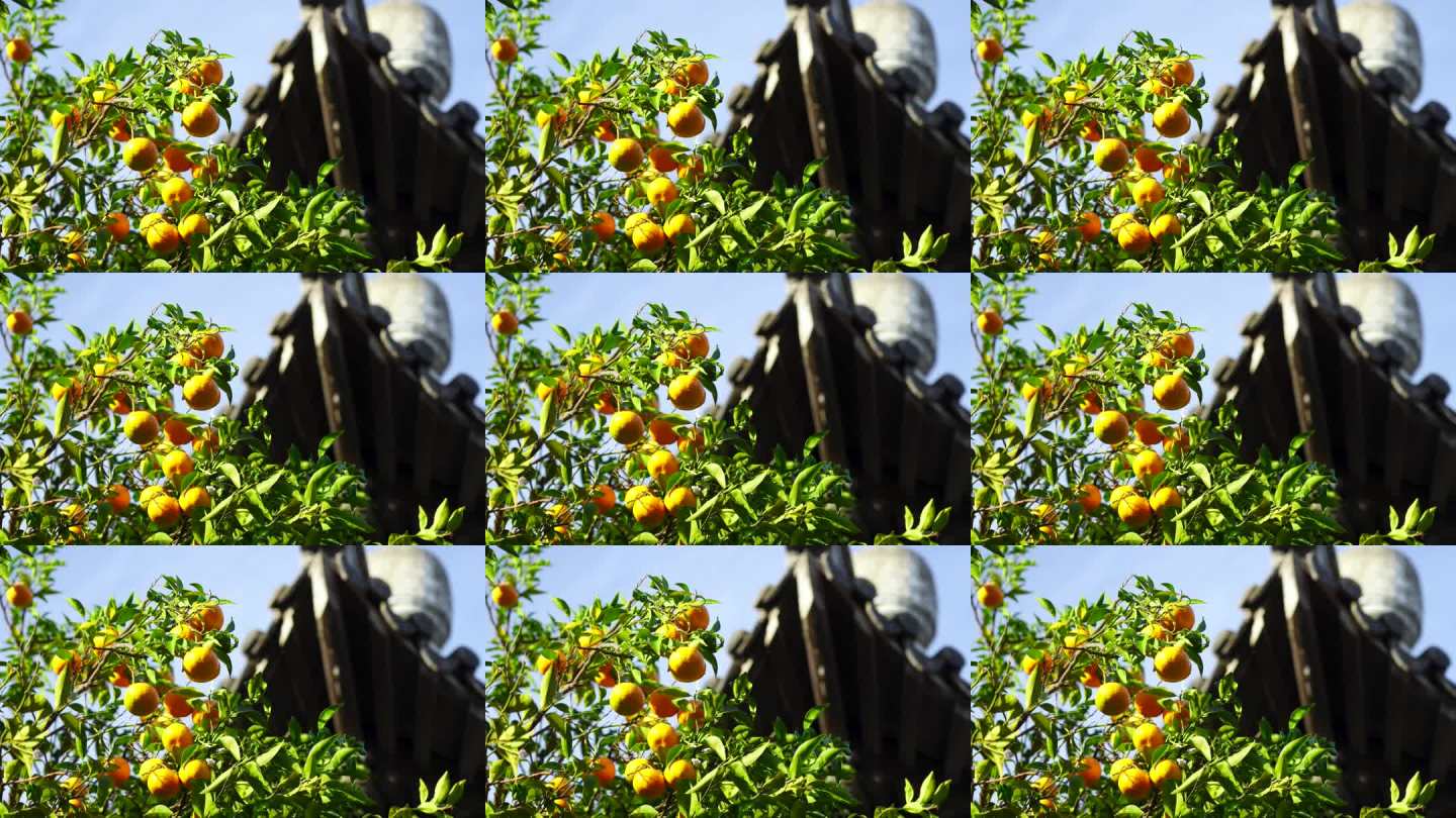 秋天江南园林古风屋檐下桔子果实随风摇摆