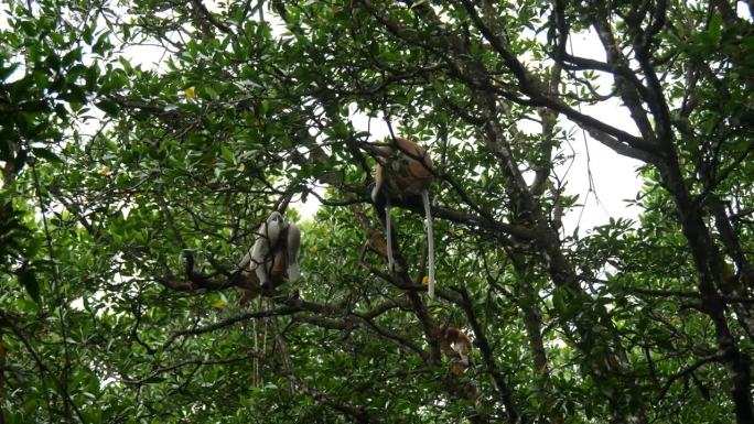 长鼻猴在玩耍。长鼻猴（Nasalis larvatus）是一种树栖的旧世界猴，具有异常大的鼻子，红棕