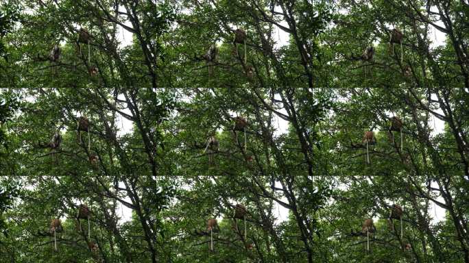 长鼻猴在玩耍。长鼻猴（Nasalis larvatus）是一种树栖的旧世界猴，具有异常大的鼻子，红棕