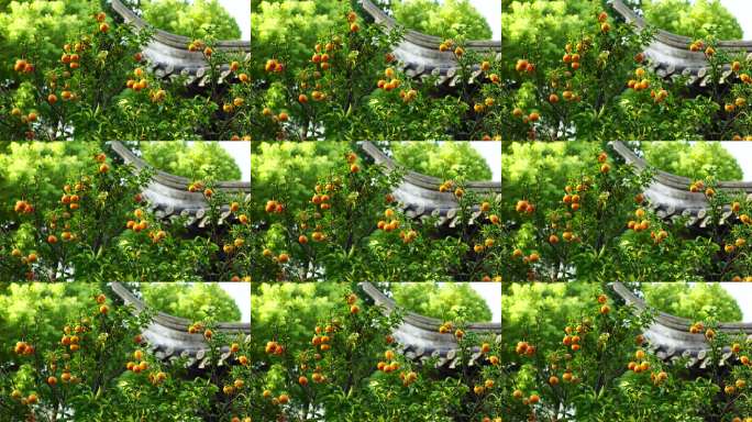 庭院果树与飞檐景观，古建筑前的硕果累累