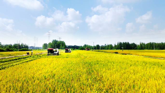 稻田水稻丰收秋收收割机割稻谷机械化生产