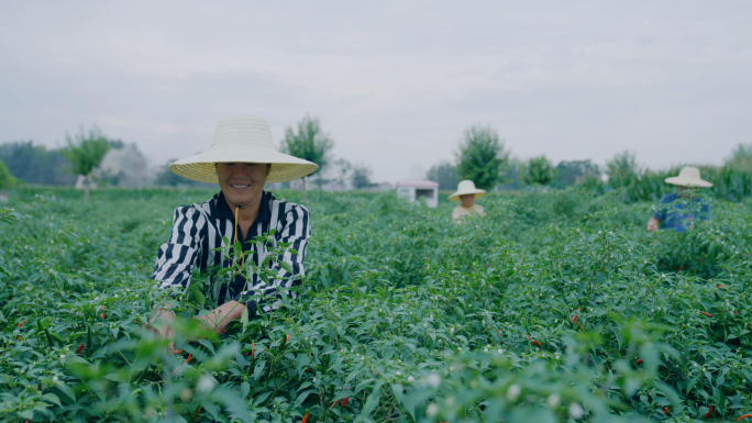 农民采摘辣椒 辣椒种植 高品质辣椒丰收