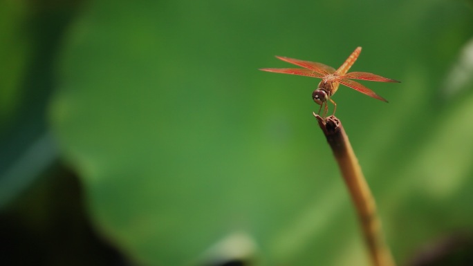 红蜻蜓站立荷尖柱头04【10bit】