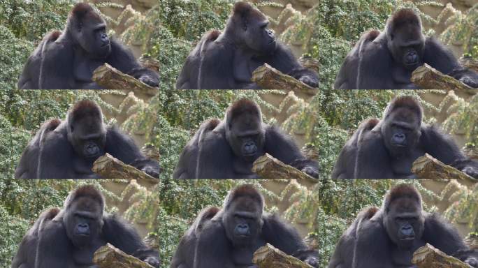 银背雄性大猩猩的特写