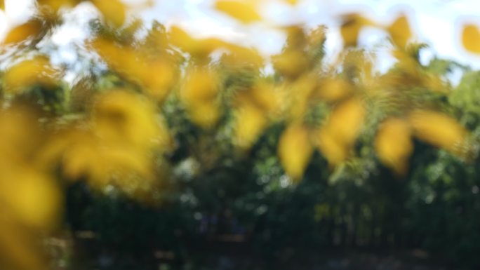 金黄树叶随风摇曳