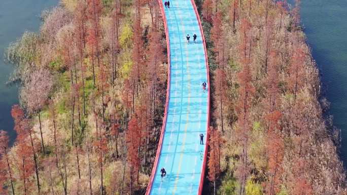 秋天水彬林中的成都天府绿道锦城湖路段