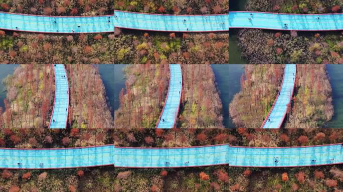 秋天水彬林中的成都天府绿道锦城湖路段