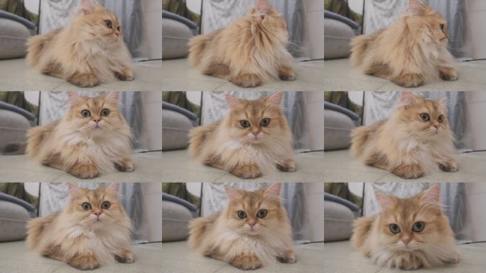 放松的金色英国长毛猫在地板上休息：电影B-roll