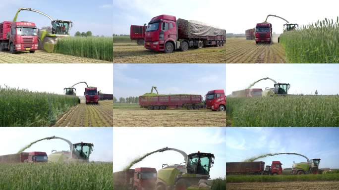 现代农业机械 青贮收割场景