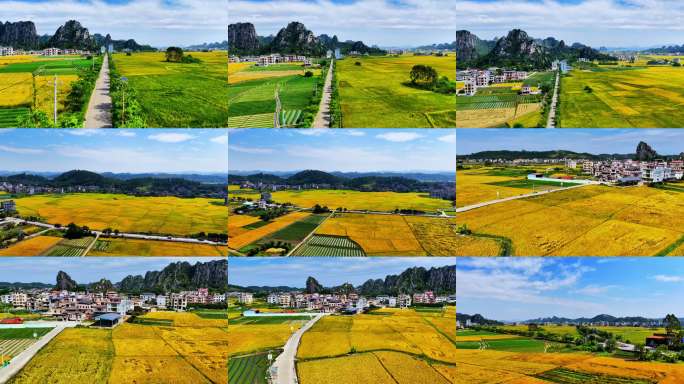金色稻田乡村航拍