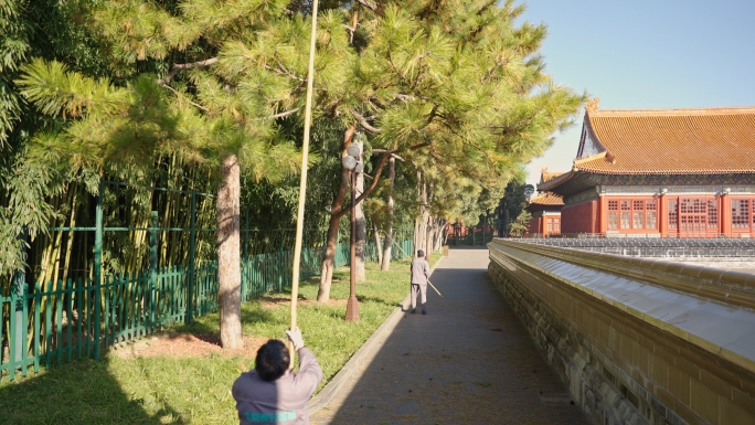 中山公园古建筑前修剪树木 打松果