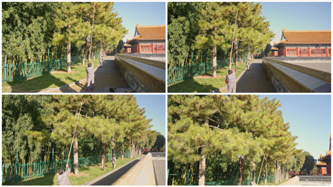 中山公园古建筑前修剪树木 打松果