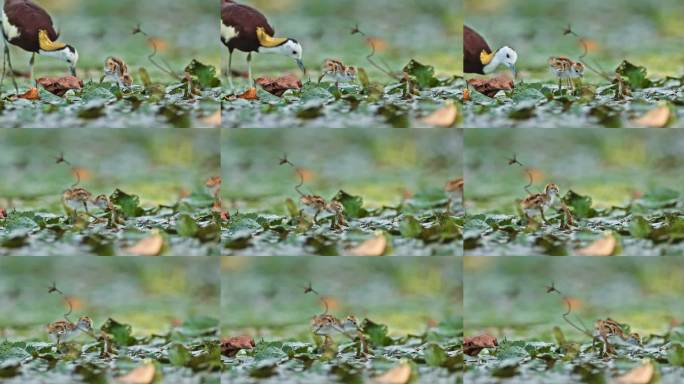 中国湿地水鸟水雉带雏鸟湿地活动湿地公约