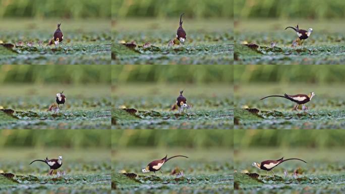 中国湿地水鸟水雉带雏鸟湿地活动湿地公约