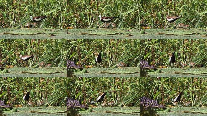 中国湿地水鸟水雉带雏鸟湿地活动湿地公约