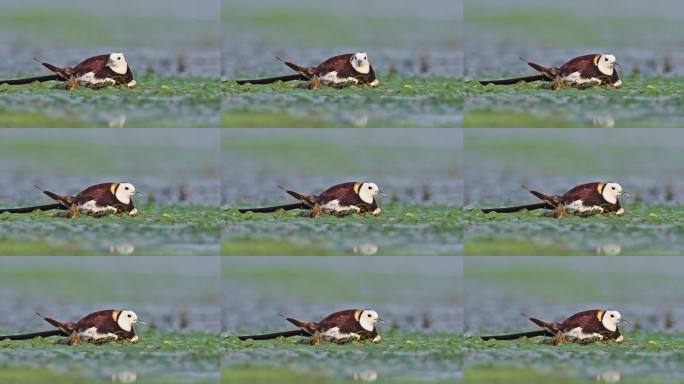 中国湿地水鸟水雉带雏鸟湿地活动湿地公约