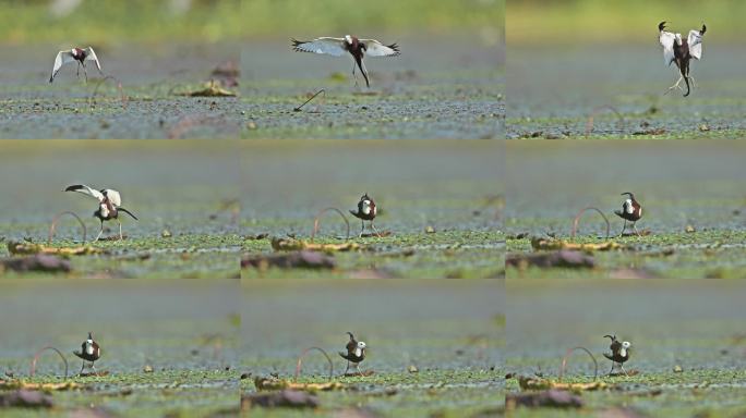 中国湿地水鸟水雉带雏鸟湿地活动湿地公约