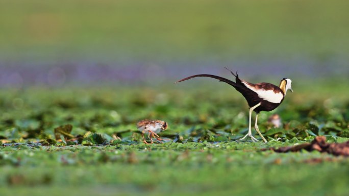 中国湿地水鸟水雉带雏鸟湿地活动湿地公约