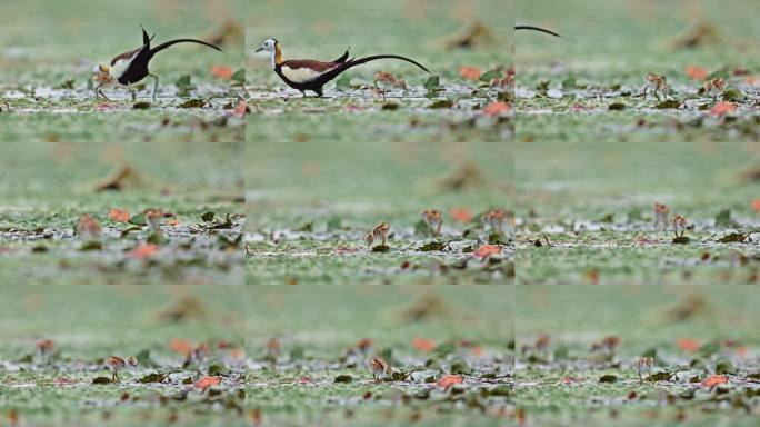 中国湿地水鸟水雉带雏鸟湿地活动湿地公约