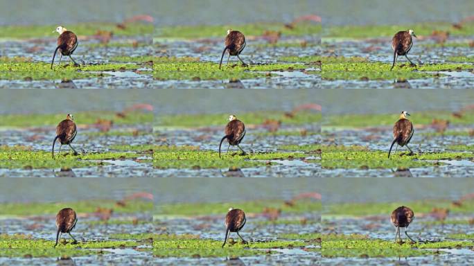 中国湿地水雉生蛋下蛋水鸟下蛋