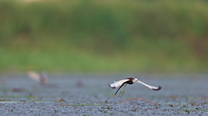 中国湿地水鸟水雉带雏鸟湿地活动湿地公约