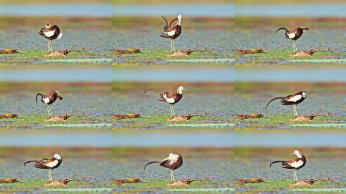 中国湿地水鸟水雉带雏鸟湿地活动湿地公约