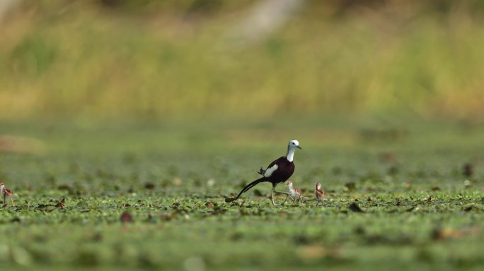 中国湿地水鸟水雉带雏鸟湿地活动湿地公约