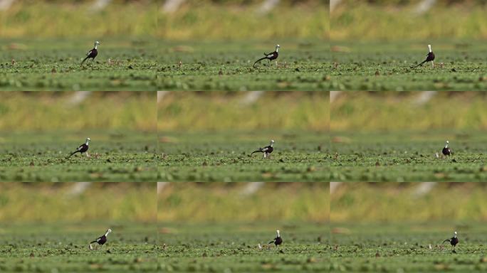 中国湿地水鸟水雉带雏鸟湿地活动湿地公约