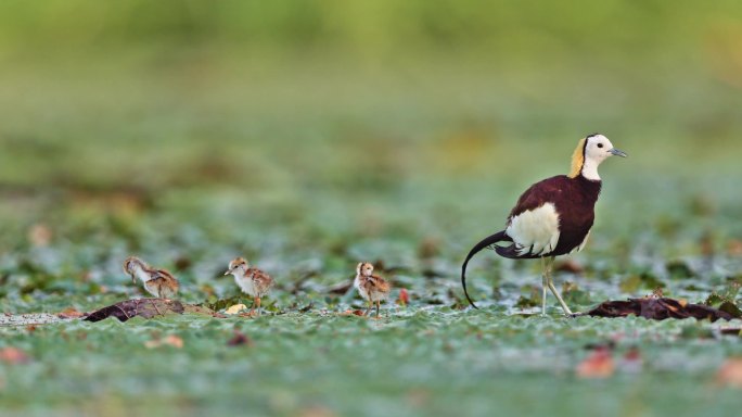 中国湿地水鸟水雉带雏鸟湿地活动湿地公约
